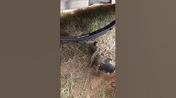 How To Install Leaf Springs