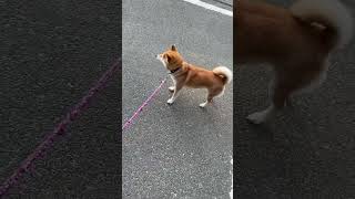 犬の散歩　#柴犬