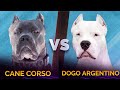 Cane Corso vs Dogo Argentino | Dogo Argentino vs Cane Corso | Best Guard Dog | Billa Boyka |