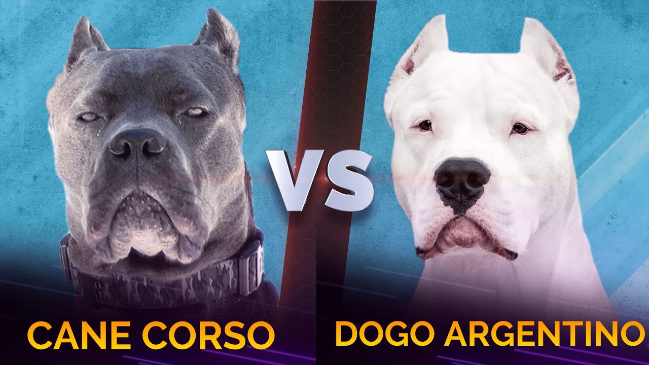 Cane Corso vs Dogo Argentino | Dogo 