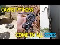 Aussie Man Goes To Grab A Beer From His Fridge, Finds A Massive Python, Calls In A Snake Wrangler To Remove It (Video)
