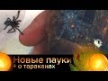 Новые пауки + кормление и о тараканах - 🕷 Арахноблог #4
