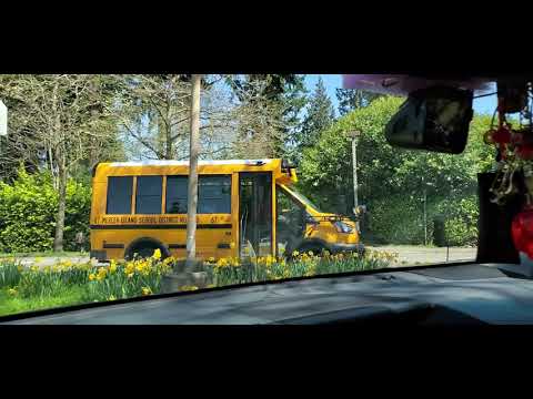 Pedestrian Crossing and Island Park Elementary School Buses in Mercer Island, WA