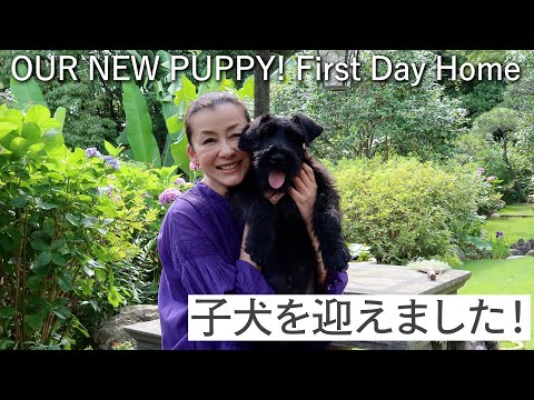 子犬を迎えました! OUR NEW PUPPY! First Day Home