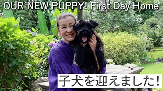 #52 子犬を迎えました! OUR NEW PUPPY! First Day Home