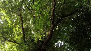WIND PLAYING IN LEAVES OF AN OLD, MAJESTIC OAK TREE - 2hrs - sleep, relax - calm summer ambience