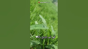 مقطع قران Quran قصير بصوت جميل طمأنينه لقلبك 🤍🌿 بصوت القارئ شريف مصطفى 🎙❤️