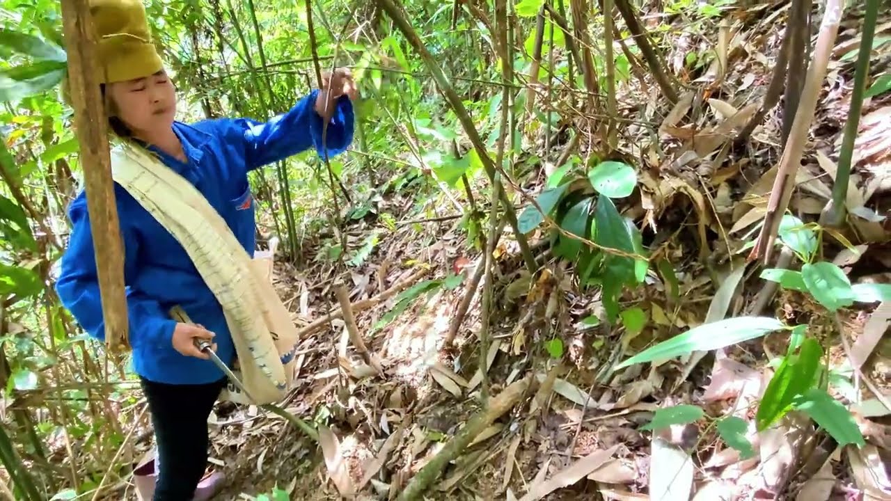 Going into the deep forest alone to look for bamboo shoots is very ...