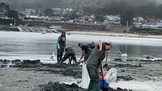 Half Moon Bay Clamming-Pillar Point
