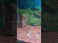 #beats #trending #aquarium #love#bts #fishkeepinghobby