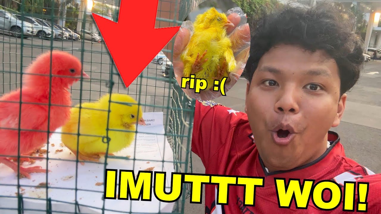Gw KAGETIN ANAK2 GH TIBA2 PELIHARA AYAM!! ... (1 AYAM TIDUR SELAMANYA 😭😭)