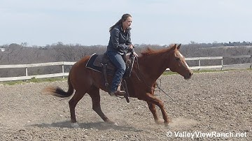 Smart Lil Redfeather - working the flag! - ValleyViewRanch.net