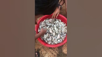 Đây là mình đi bắt cả ở đập 48 eahleo ĐĂK LĂK