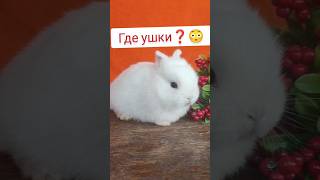 Mini малыши🔥кролики с короткими ушами