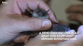 Állati érdekességek - Denevér