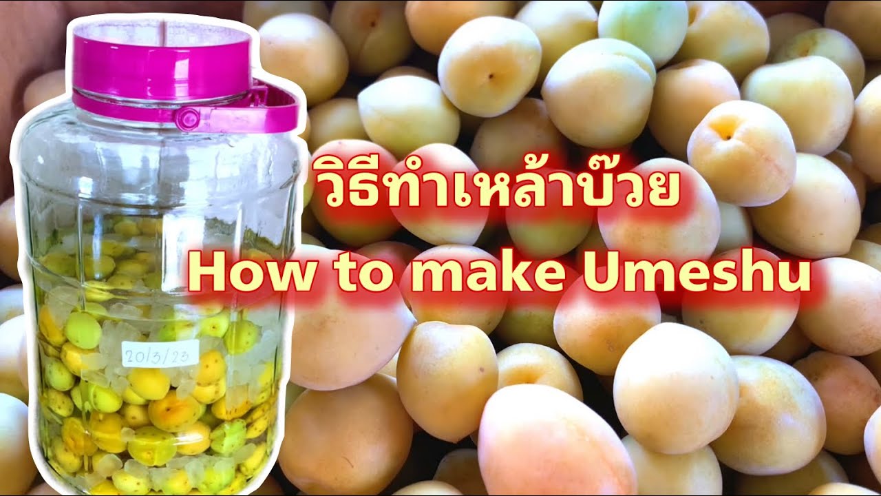 มาดองเหล้าบ๊วยกันค่ะ | How to make Umeshu 