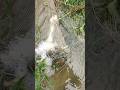 Following water set-up hidden fishing trap by net #fish #fishing #reels #video #shorts