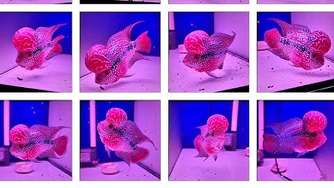 Cá La hán Siêu Đỏ King lai Magma, Cá La Hán Thái Châu, Silk