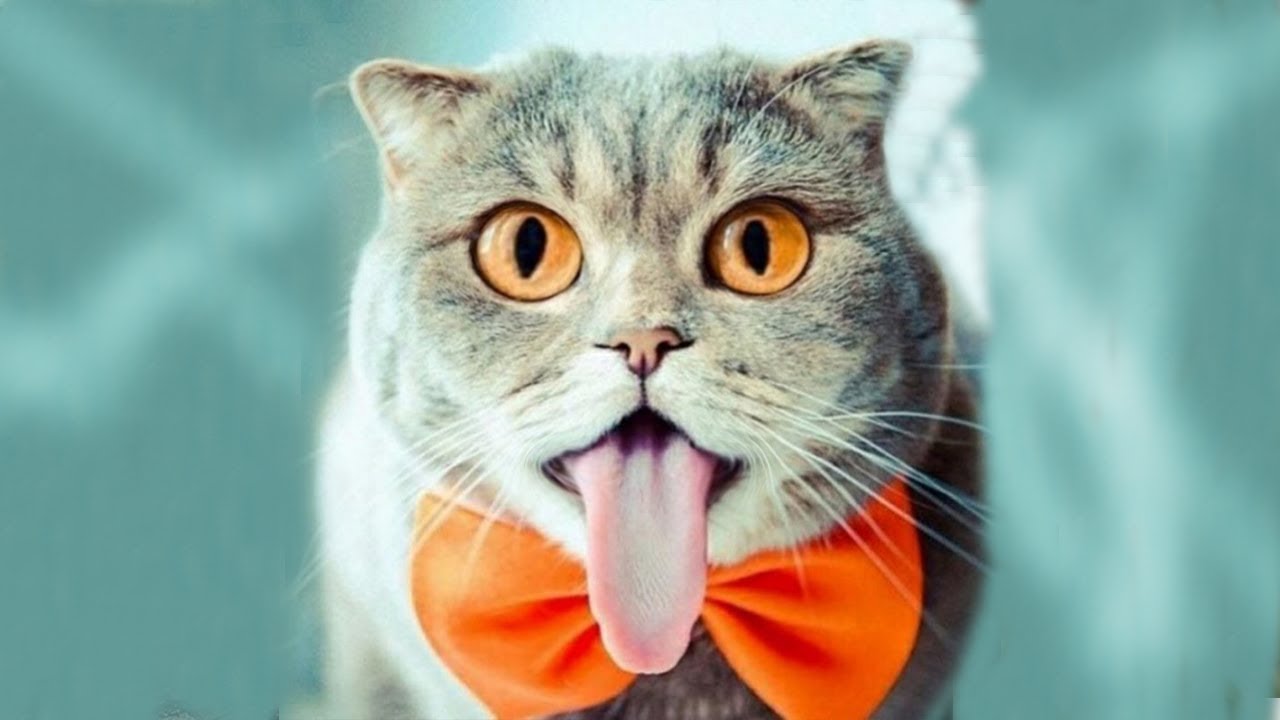 Фото Смешные Животные Коты Фото Смешные Животные Коты
