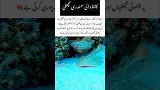 The Silent Killer of the Sea 🌊#stonefish #amazingnature #naturefacts #wildlifefacts #youtubeshorts