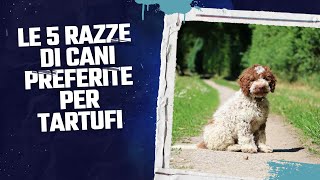 LE 5 RAZZE DI CANI PREFERITE PER LA RICERCA DEL TARTUFO  TARTUFANDO #tartufo #cani #canidatartufo