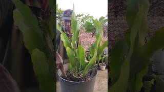 How To Care For Wijaya Kusuma Flowers