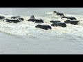 Hippos and Crocodiles: Behavior and Biology
