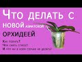 Что делать с новой азиатской орхидеей? как и когда поливать, чем снять стресс! надо ли пересаживать?