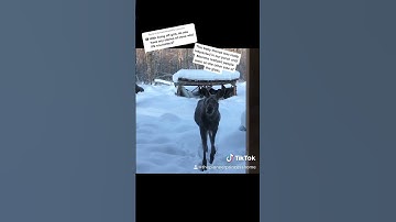 Close call: baby & moose on the porch!  #lifeinalaska #alaska