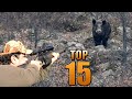 TOP 15 GIANT WILD BOAR HUNTS - EN İYİ AZILI DOMUZ VURUŞLARI