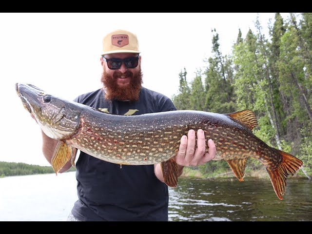 CATCHING PIKE ON A BABY DUCK LURE 