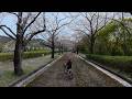 cinematic VLOG KYOTO SAKURA cycling - 京都賞櫻2026