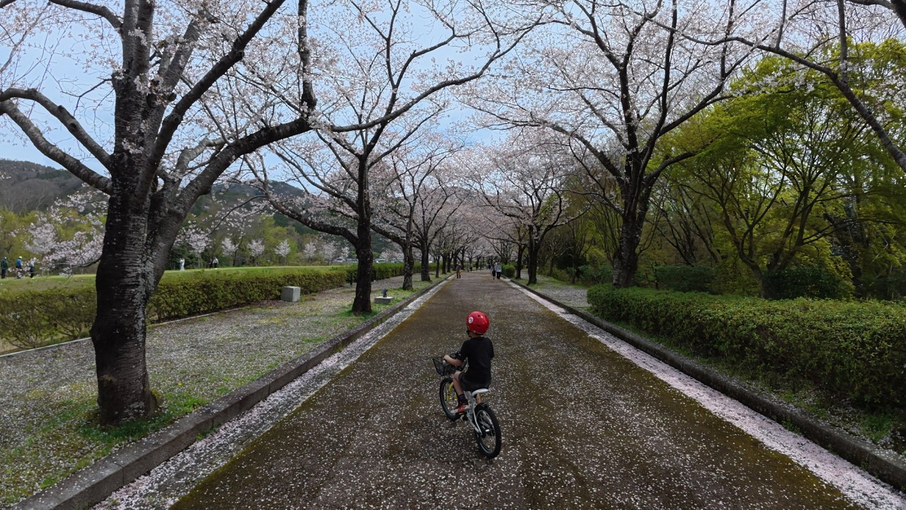 cinematic VLOG KYOTO SAKURA cycling - 京都賞櫻2026