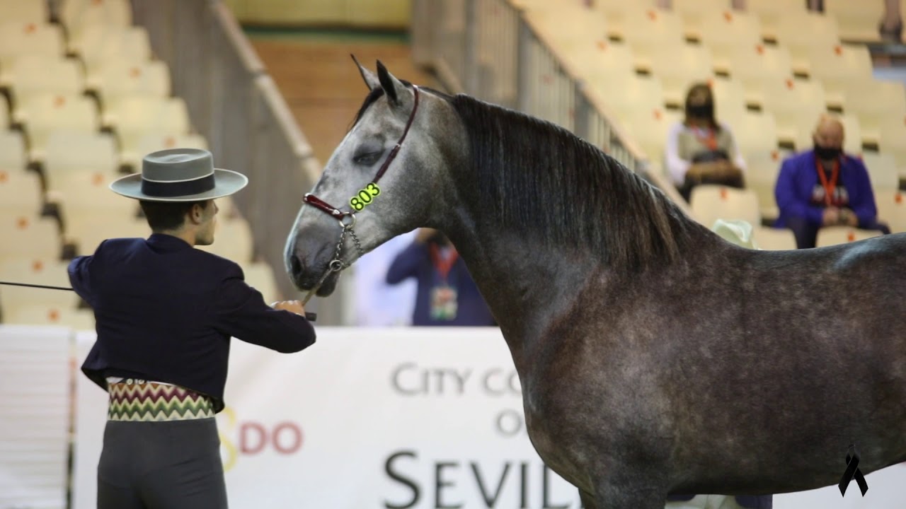 CAMPEONATO DEL MUNDO DE CABALLOS DE PURA RAZA ESPAÑOLA , SICAB 2020