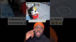 Un chien arnaqueur, La galère n'épargne personne 😭🤣