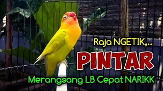 Dimulai Ngetik Lanjut Ngekek Panjang, Suara Lovebird ini Pintar Sekali Merangsang LB Cepat Ngekek