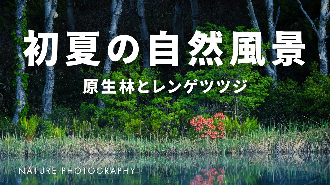 初夏の自然風景・原生林とレンゲツツジの撮影と解説｜GFX50S ll