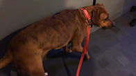 CHOK Pet of the Week - Elly the Mastiff Mix