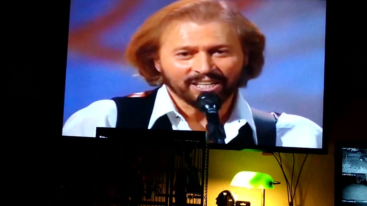 Parrot sings Bee Gees