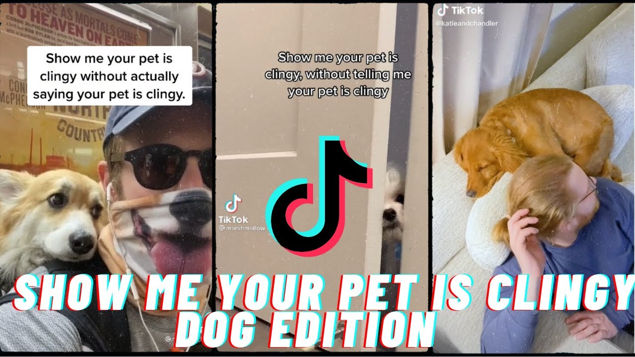 SHOW ME YOUR PET IS CLINGY WITHOUT TELLING ME YOUR PET IS CLINGY TIKTOK CHALLENGE COMPILATION