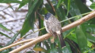 Nature in Indian Monsoon Rains (1) Bulbul drenched in the rain.