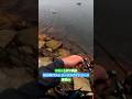 2025年のベストシーバスバイトシーン 【UKBP150F #fishing #釣り】