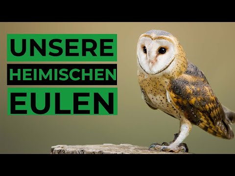 Video: Welchen Vogel kann ich nachts singen hören?