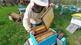 Пчеловодство №136 Как выровнять пасеку по силе весной? Как отсрочить роение сильных семей?