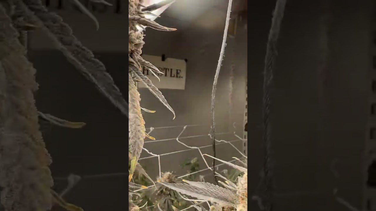 Super Boof day of harvest. Very nice finish