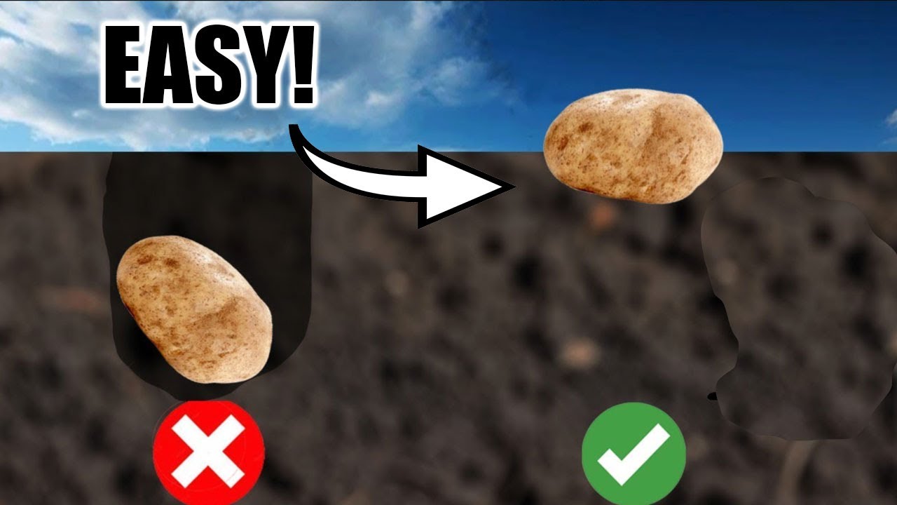 FALL PLANTING! The EASIEST Way to Plant Potatoes! - YouTube