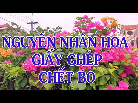 Video Nguyên Nhân Hoa Giấy Ghép Chết Bo - youtube