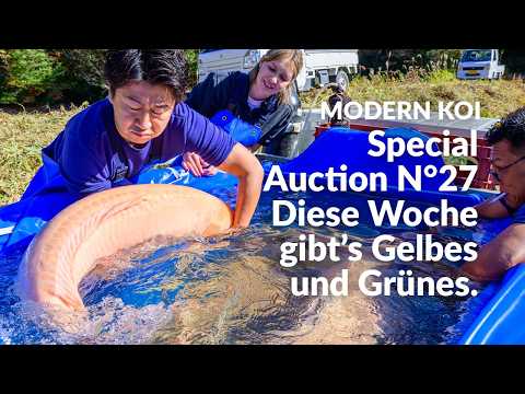 Alle Koi aus der Special Auction No. 28 im Detail erklärt | Konishi Koi News