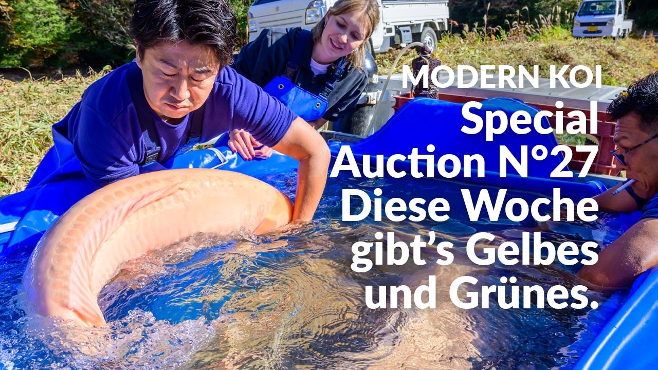 Alle Koi aus der Special Auction No. 28 im Detail erklärt | Konishi Koi News