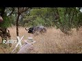 Deadly Uganda Nile Buffalo Hunt